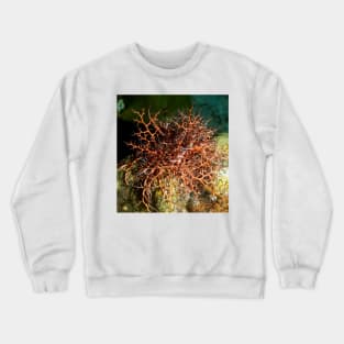 Orange Giant Basket Star Crewneck Sweatshirt